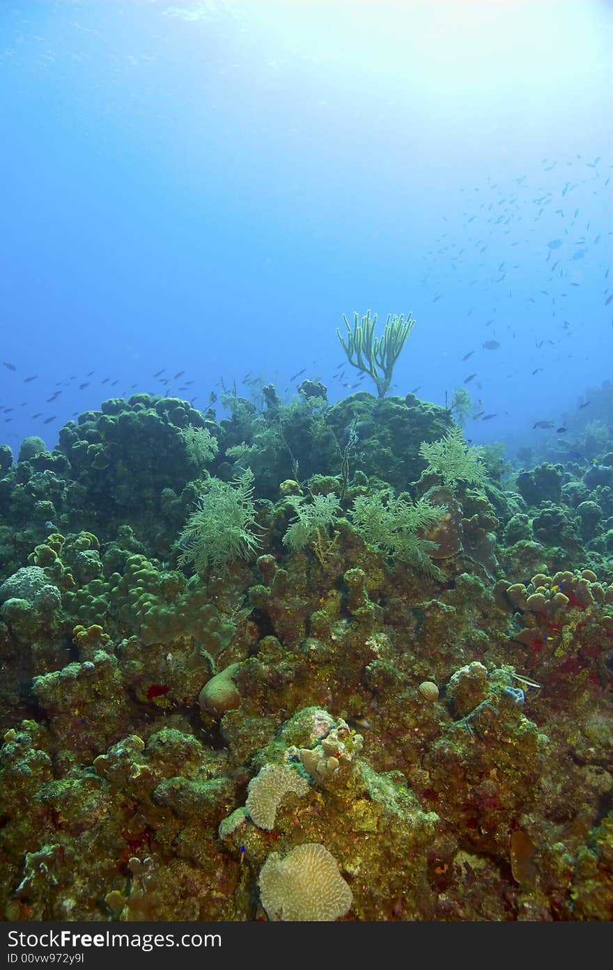 Colorful reef with variety of coral