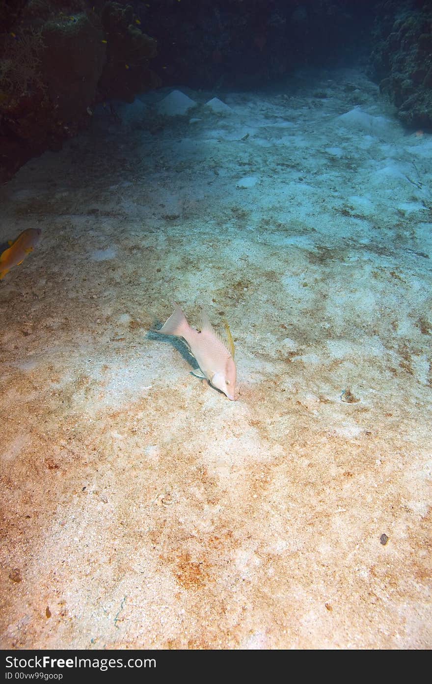 Hogfish gathering food in sand