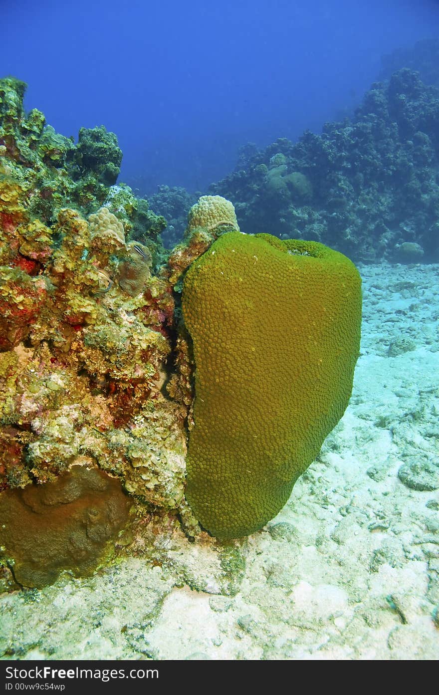 Smooth star coral in caribbean sea