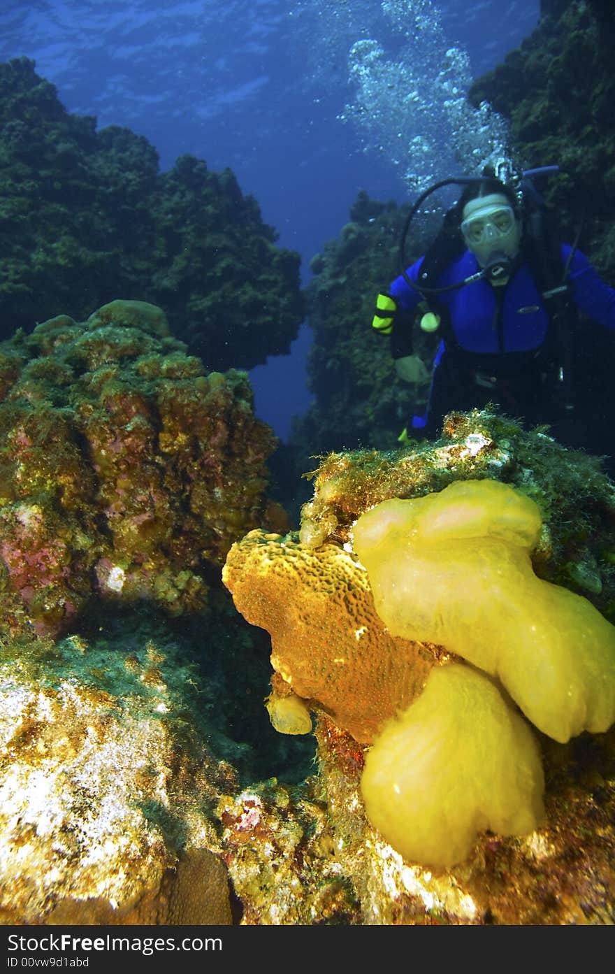 Single female scuba diver in purple wetsuit near coral reef in caribbean sea near grand cayman island. Single female scuba diver in purple wetsuit near coral reef in caribbean sea near grand cayman island