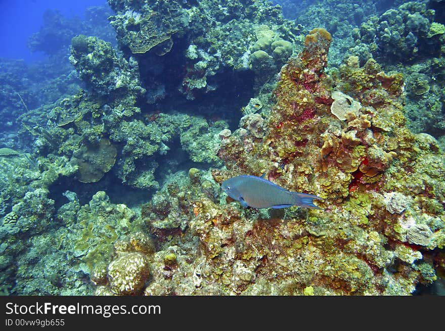 Parrotfish above coral reef