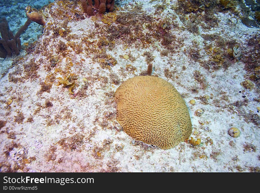 Brain coral in sandy area