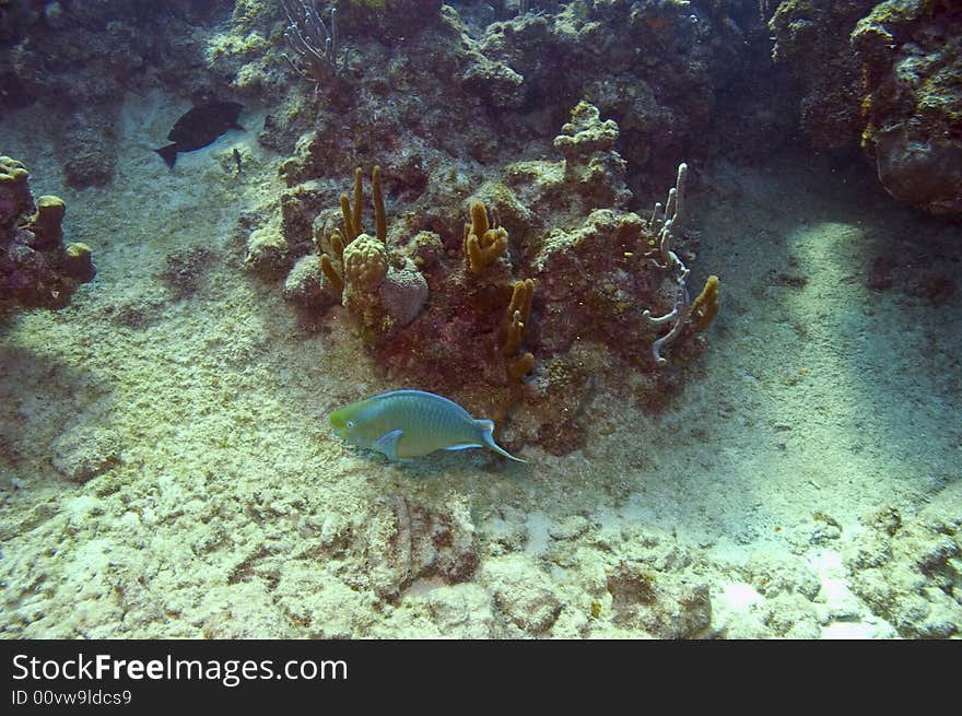 Parrotfish near coral reef