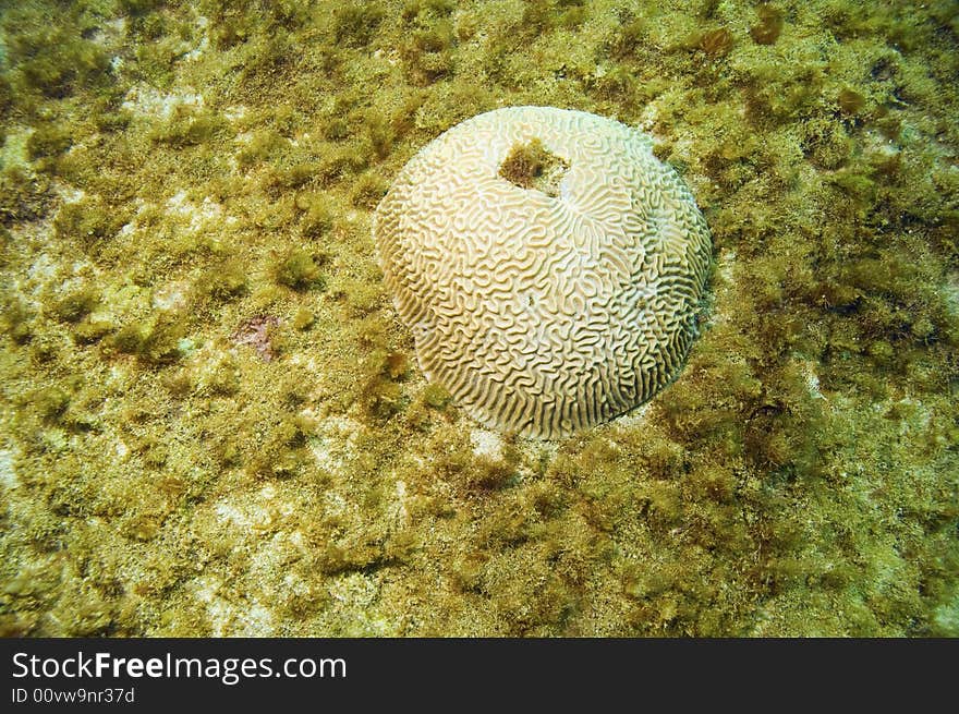 Brain coral in sandy area