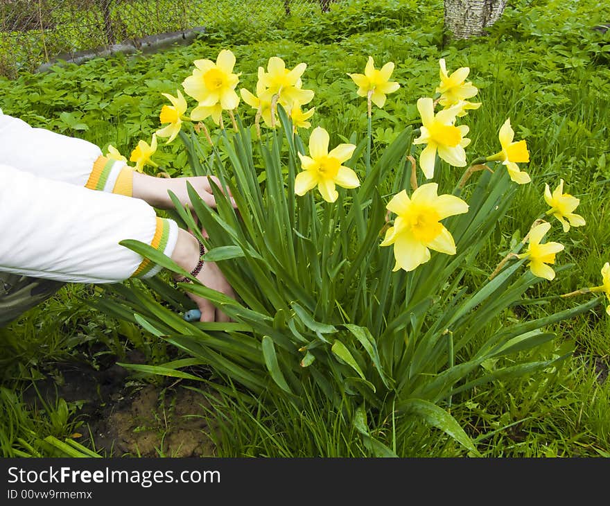 Clipping narcissuses in the garden. Clipping narcissuses in the garden