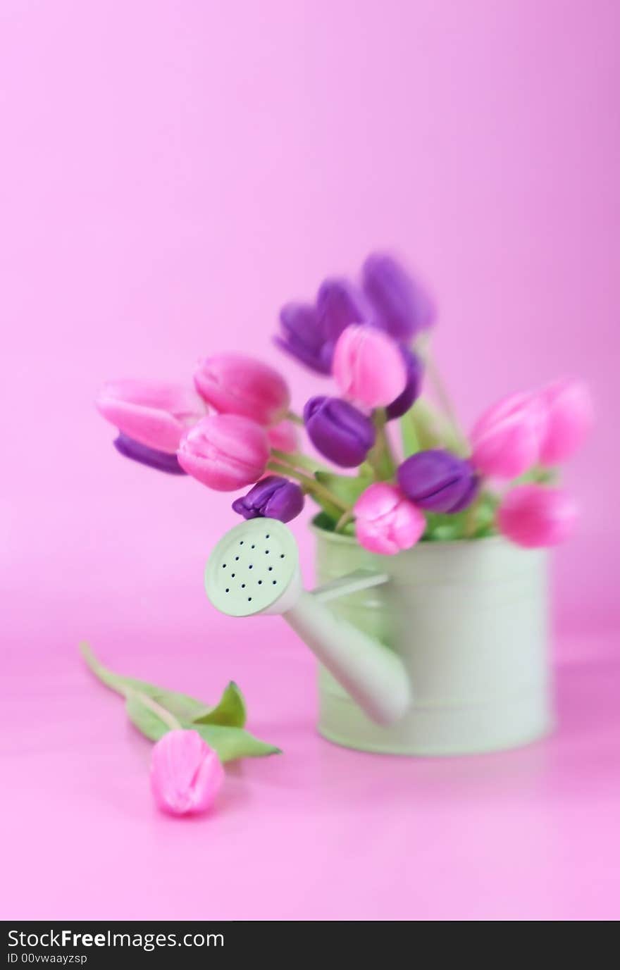 A green watering can full of tulips. A green watering can full of tulips