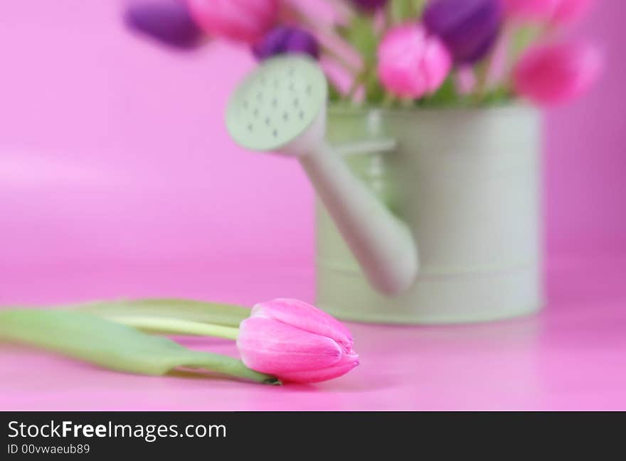 Vibrant Pink Tulip