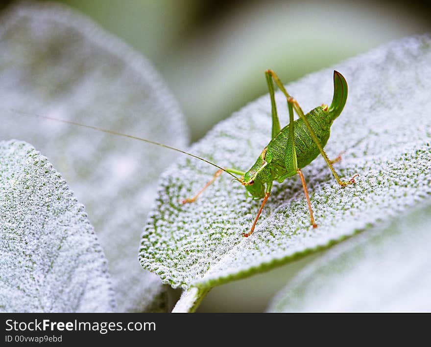 Grasshopper