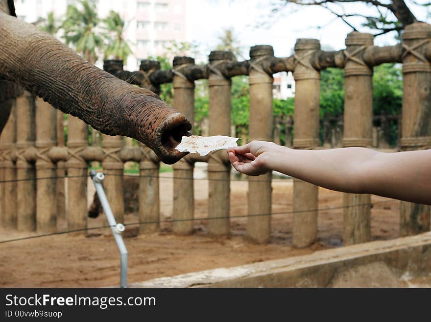 Elephant reaching it's trunk out to someone holding food. Elephant reaching it's trunk out to someone holding food.