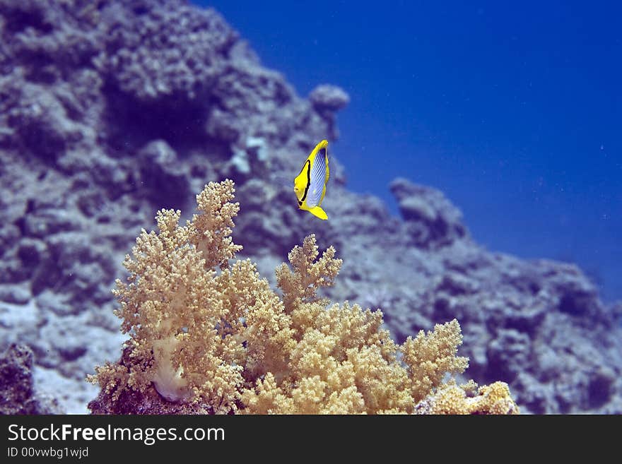 Blackbacked butterflyfish (chaetodon melannotus)