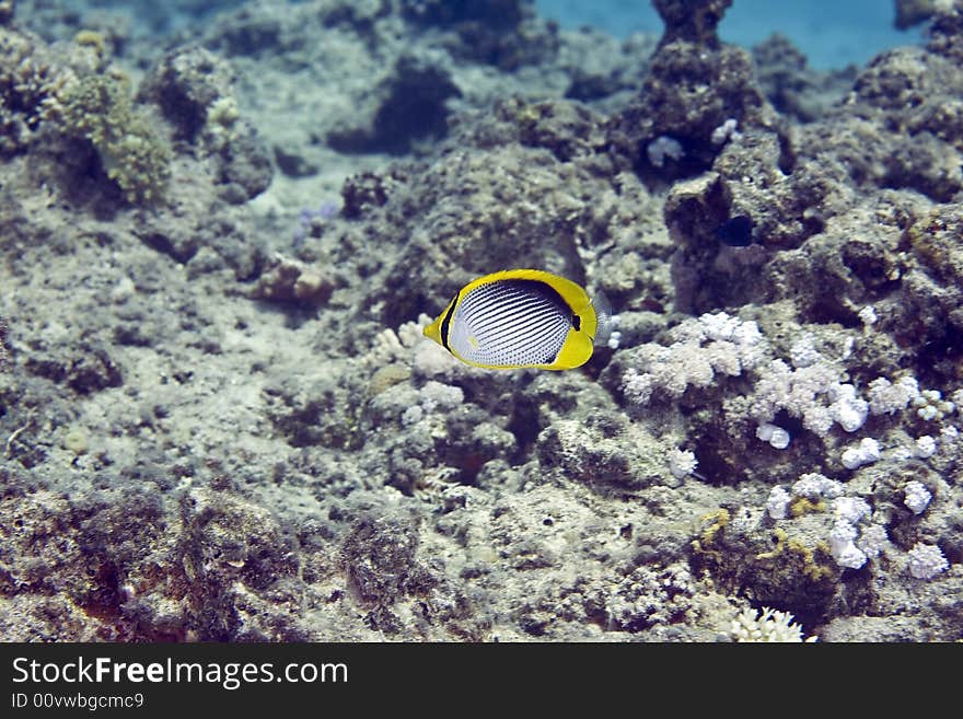 Blackbacked butterflyfish (chaetodon melannotus)