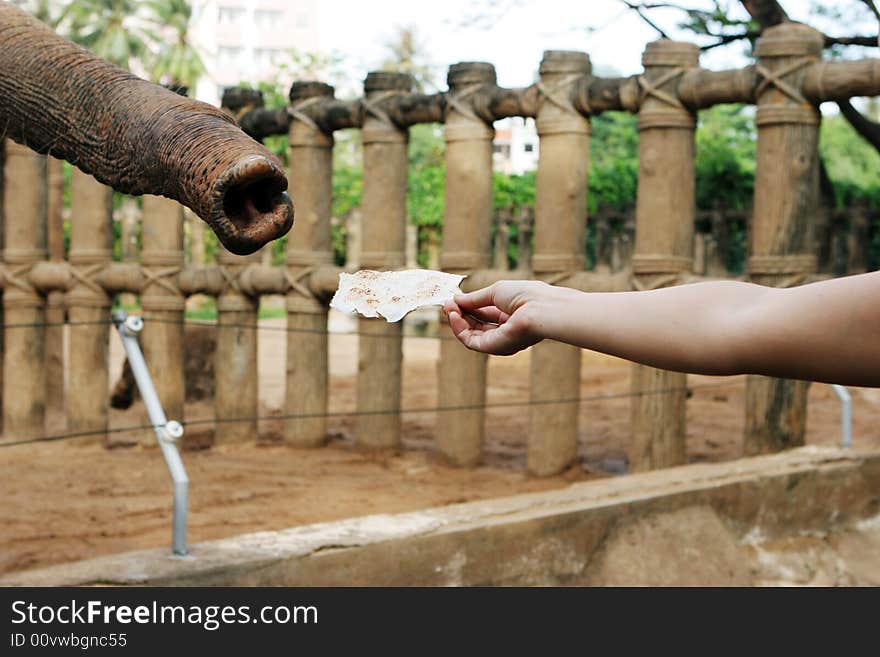 Elephant reaching it's trunk out to someone holding food. Elephant reaching it's trunk out to someone holding food.