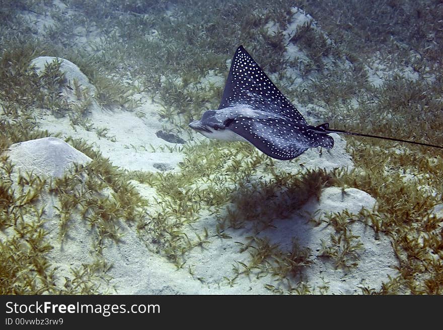 Spotted Eagle Ray (Aetobatus narinari)