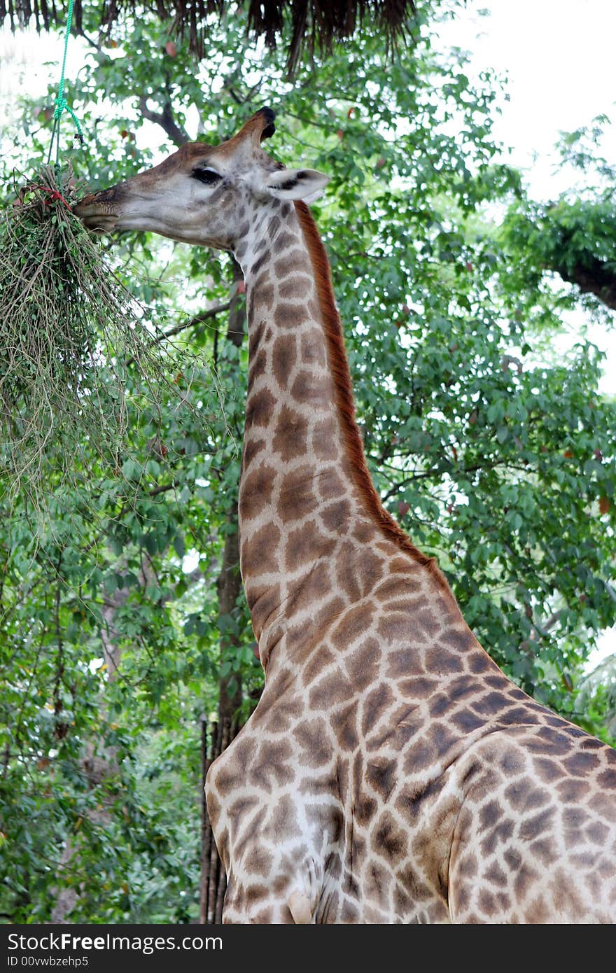 Giraffe in captivity eating leaves off a tree.