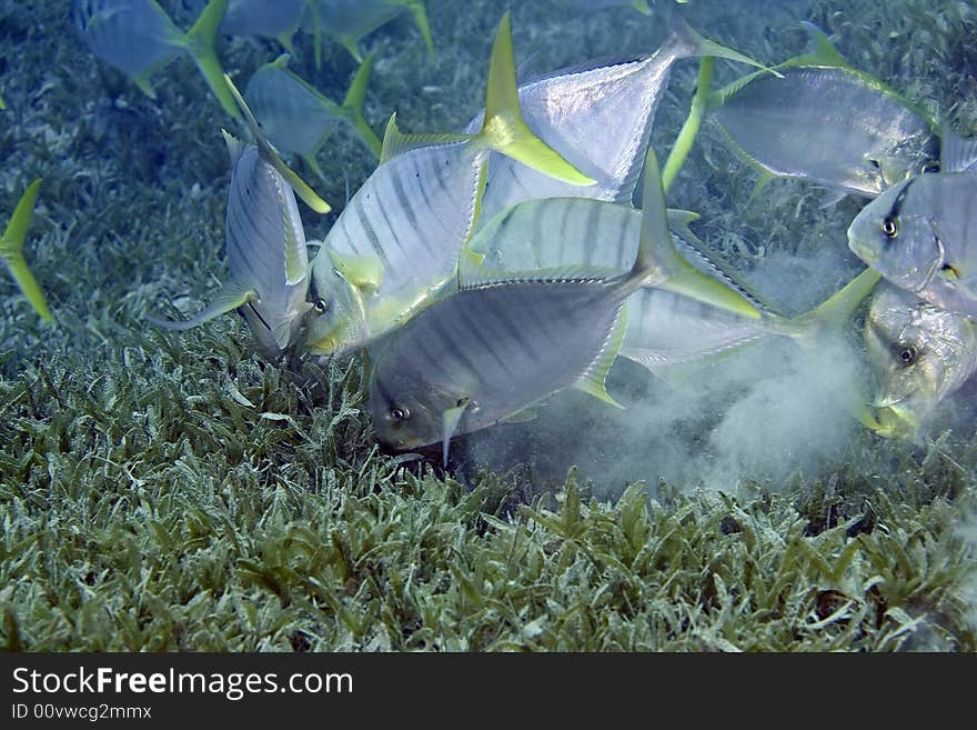 Golden travelly (gnathanodon speciosus) taken in Na'ama Bay.