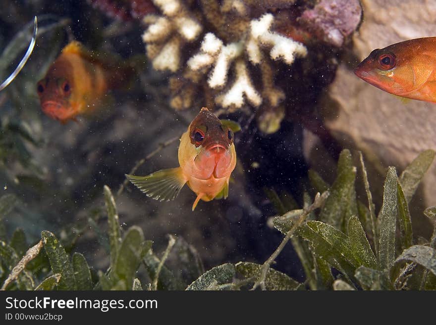 Blacktip grouper juv. (Epinephelus fasciatus)