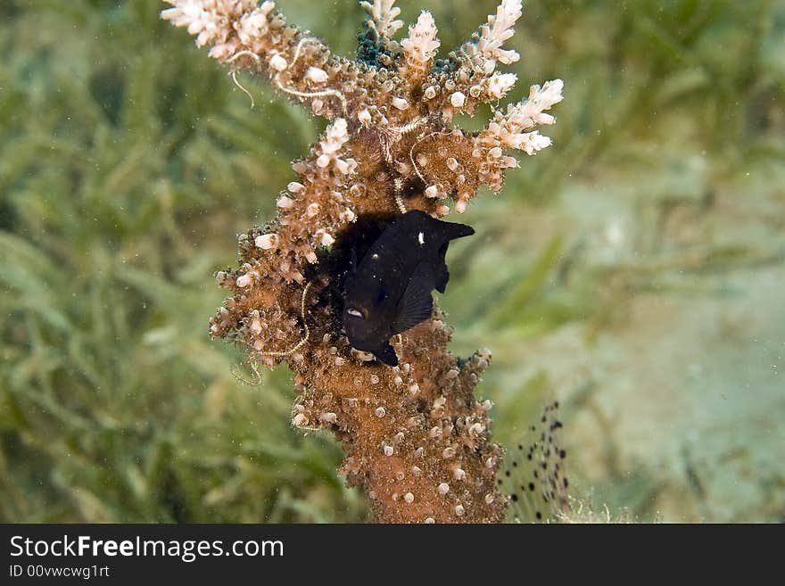 Three-spot dascyllus (dascyllus trimaculatus) next to a acropora taken in Na'ama Bay.