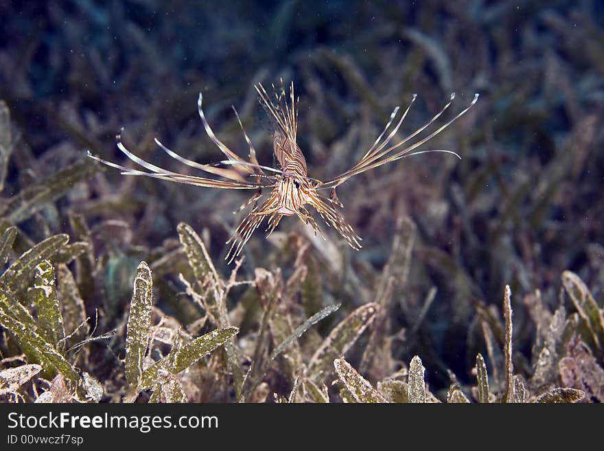 Clearfin lionfish (pterois radiata) taken in Na'ama Bay.