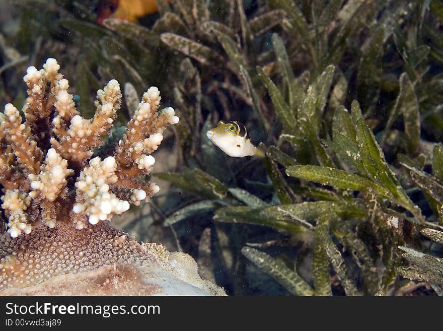 Crowned toby (canthigaster coronata) taken in Na'ama Bay.