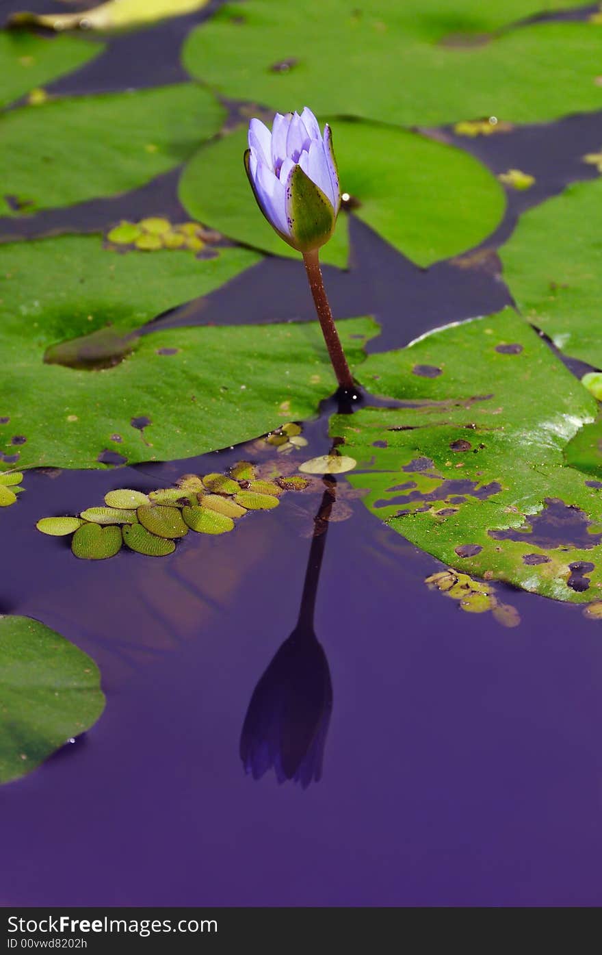 Detail of new lotus flower emerging from the water