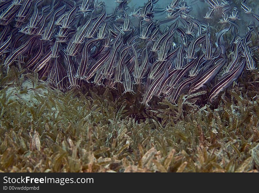 Striped eel catfish (Plotosus lineatus)
taken in Na'ama Bay.