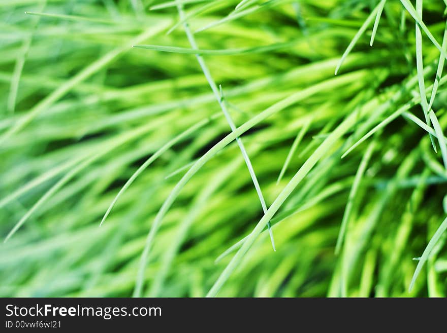 Grass.