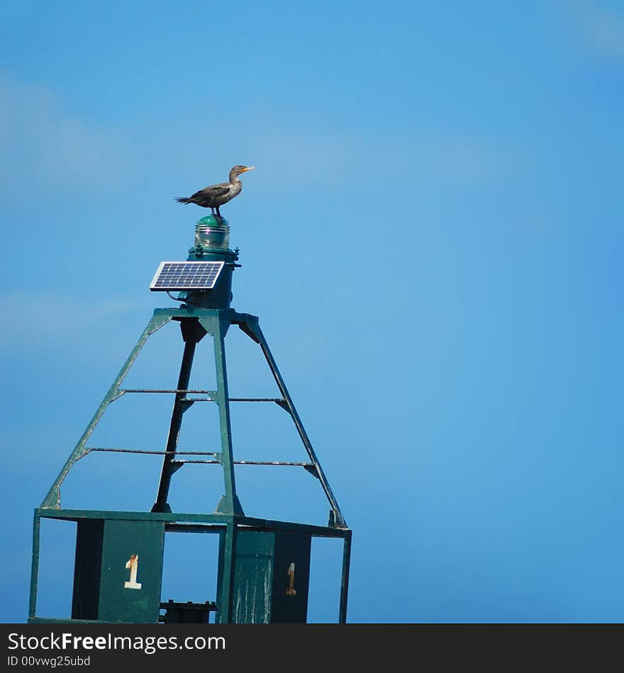 Duck perching