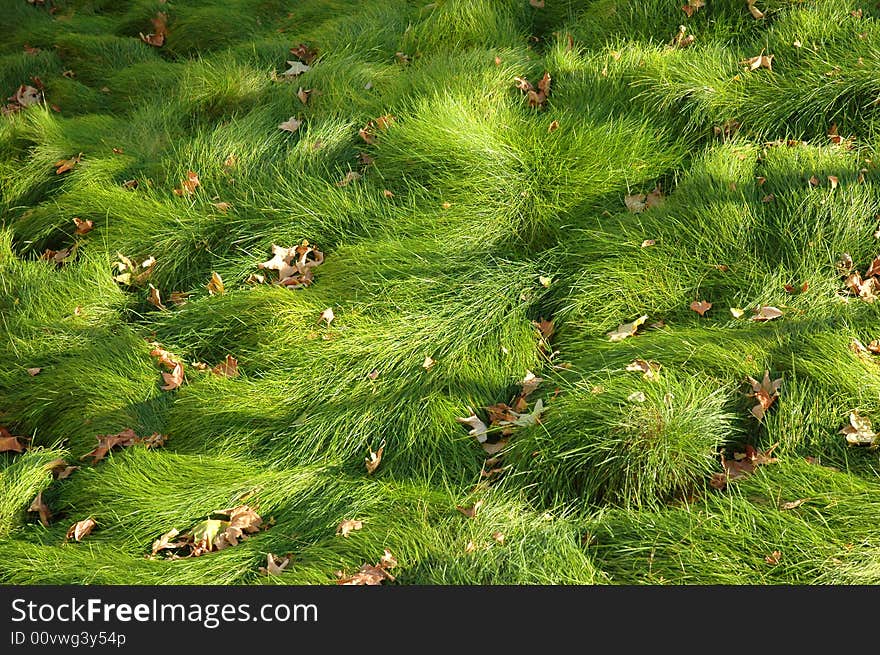 Autumn leaves fallen on the long grass. Autumn leaves fallen on the long grass.