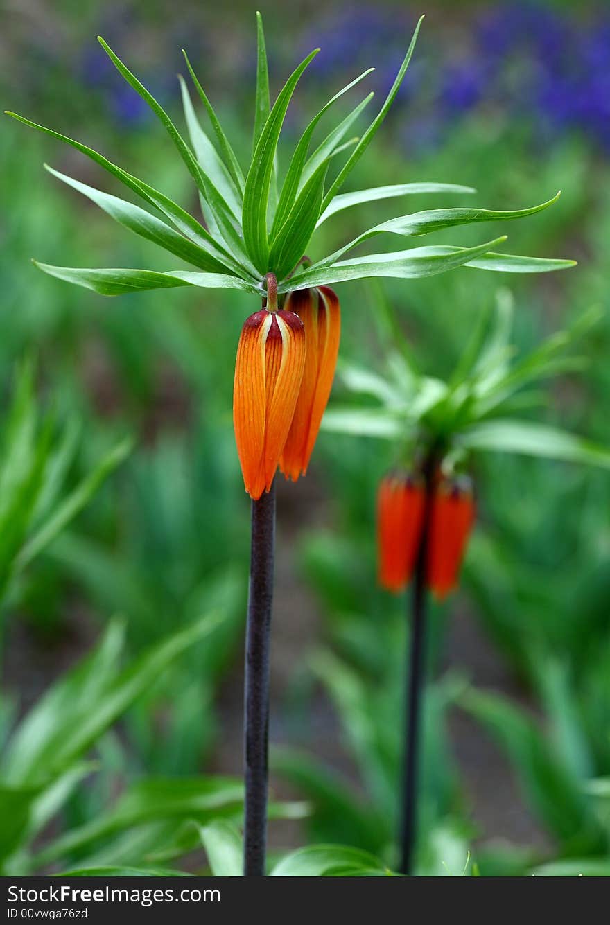 Beautiful flowers in the park