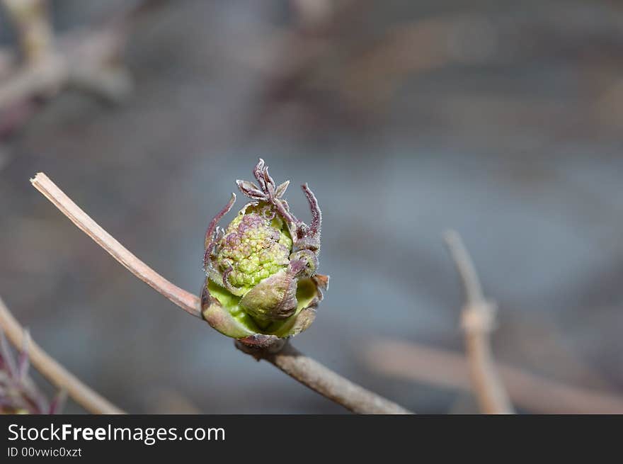 Close-up photo of opening bud in the spring