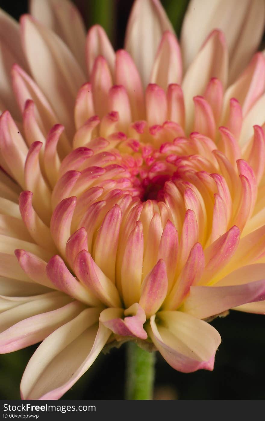 Pinkish Chrysanthemum Series 1