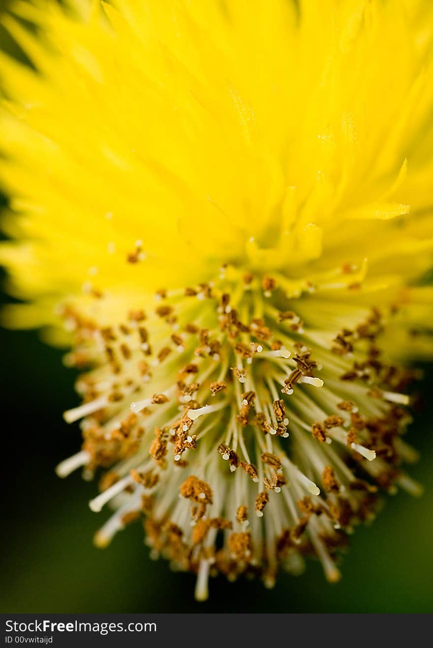 A single yellow wildflower on green grass background, with buds with pollen. A single yellow wildflower on green grass background, with buds with pollen.