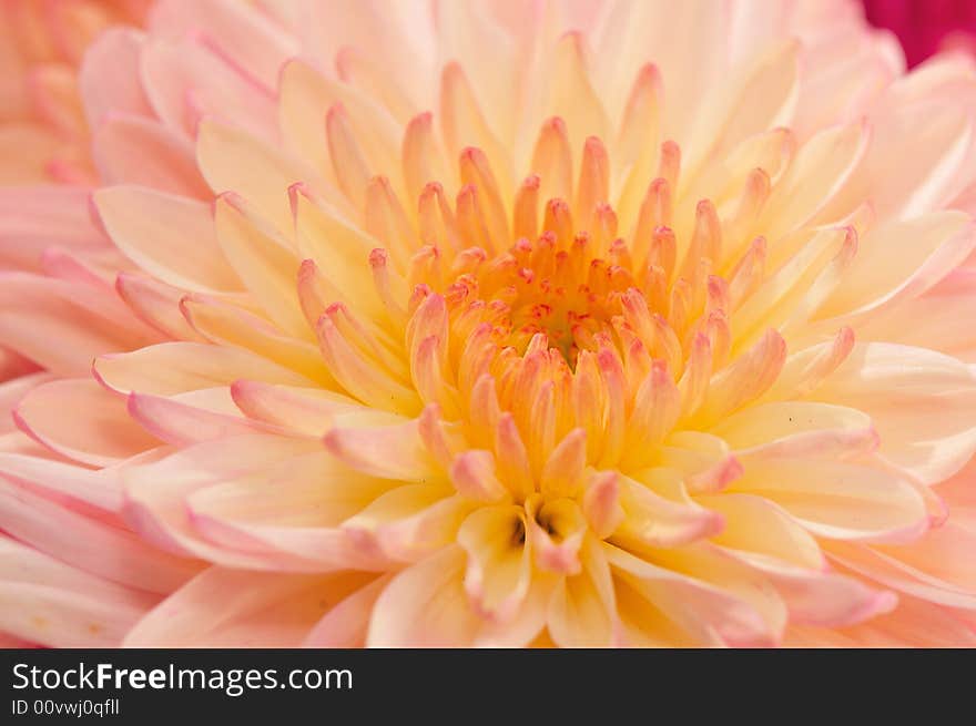 Pinkish Chrysanthemum Series15