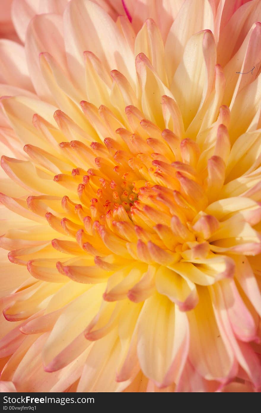 Pinkish Chrysanthemum Series18