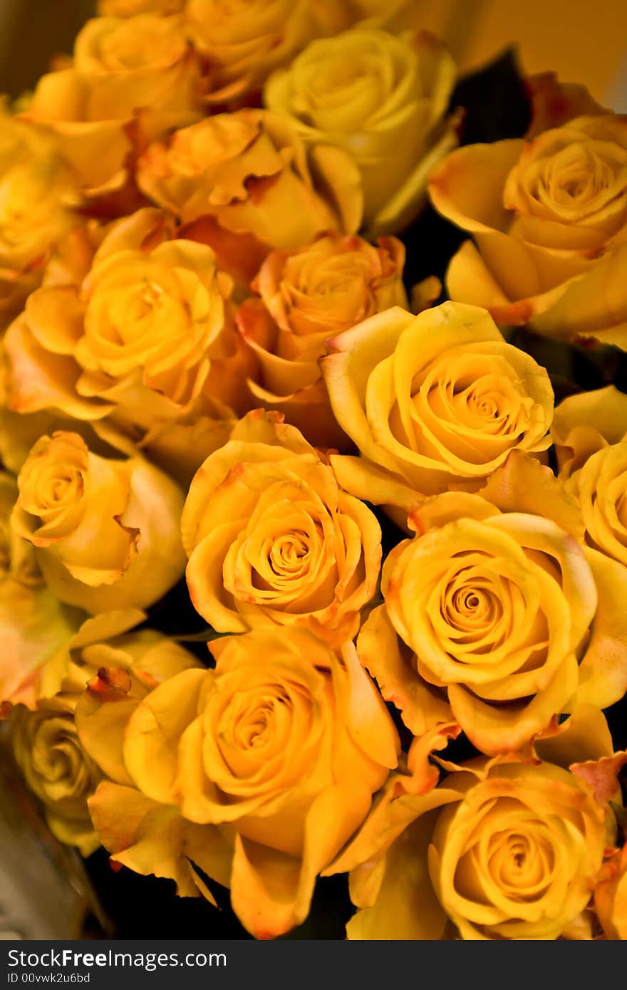 Flower background with yellow roses