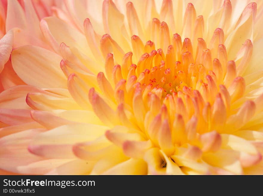 Pinkish Chrysanthemum Series21