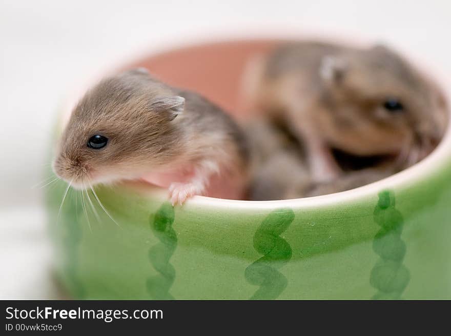 Dwarf hamster babies who are 5 weeks old, playing around in watermelon bowl, having loads of fun. Dwarf hamster babies who are 5 weeks old, playing around in watermelon bowl, having loads of fun.