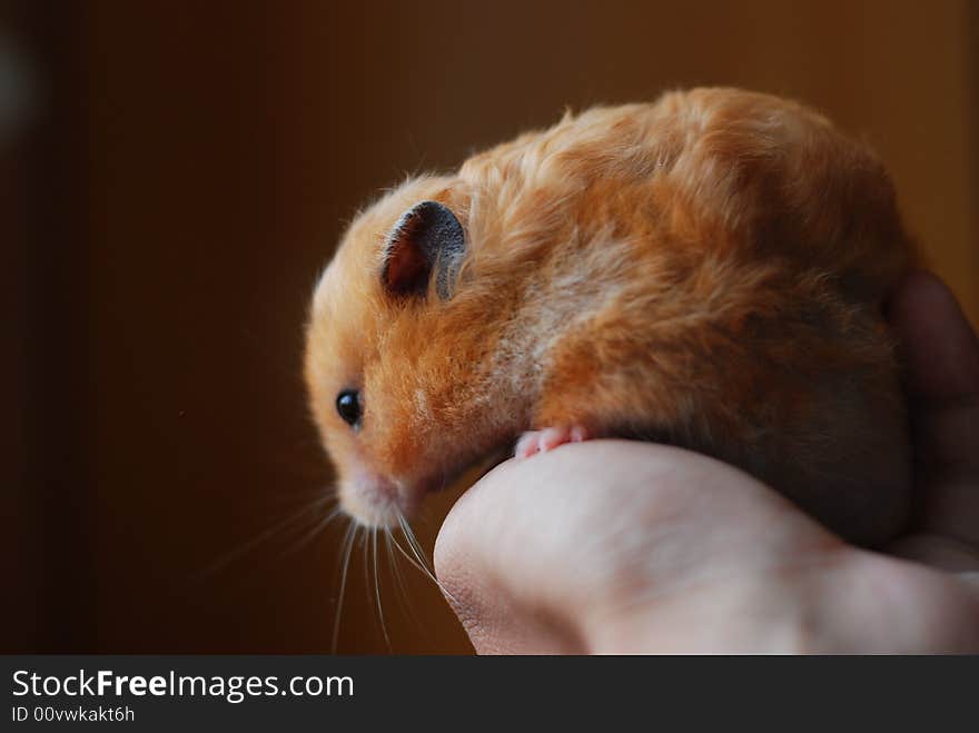 Brown Syrian hamster on a pair of human hands against brown background. Brown Syrian hamster on a pair of human hands against brown background.