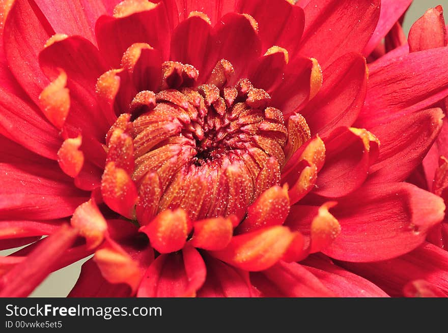 Crimson Chrysanthemum Macro 11