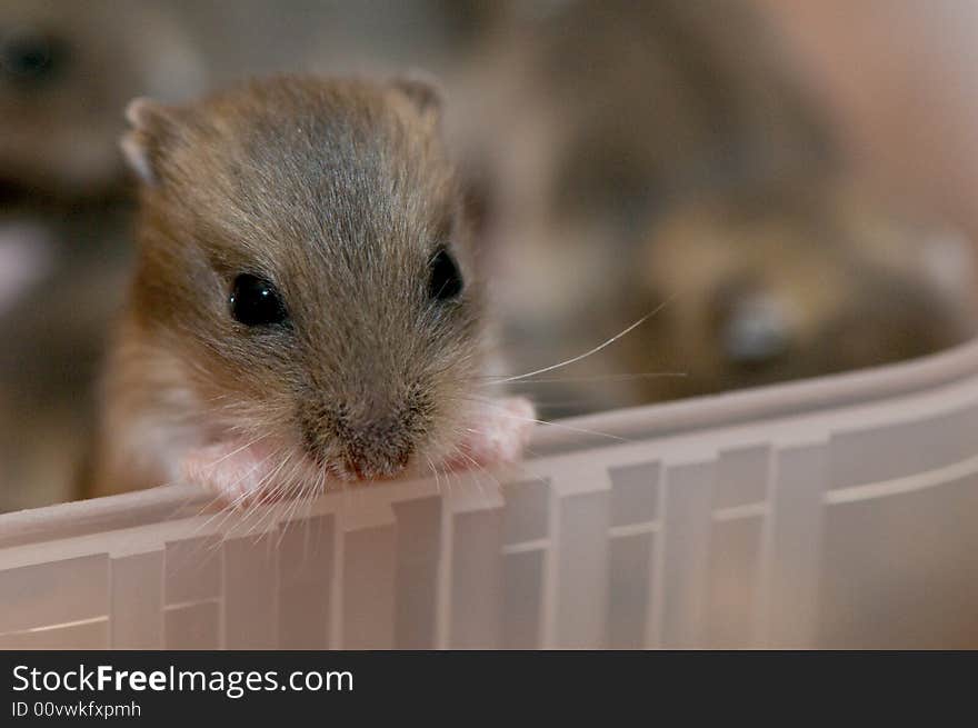 Dwarf hamster babies who are 5 weeks old, playing around in watermelon bowl, having loads of fun. Dwarf hamster babies who are 5 weeks old, playing around in watermelon bowl, having loads of fun.