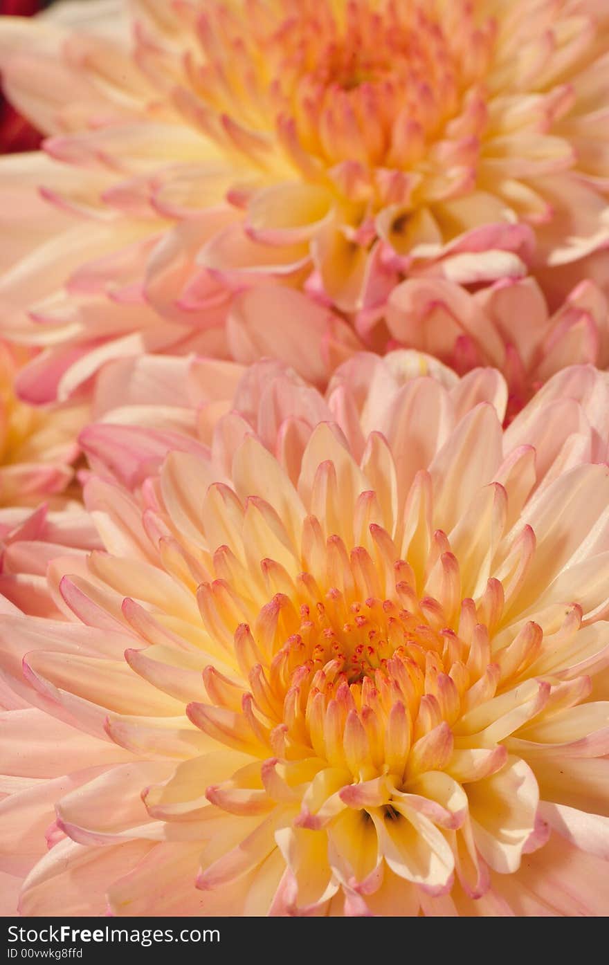 Pinkish Chrysanthemum Series19