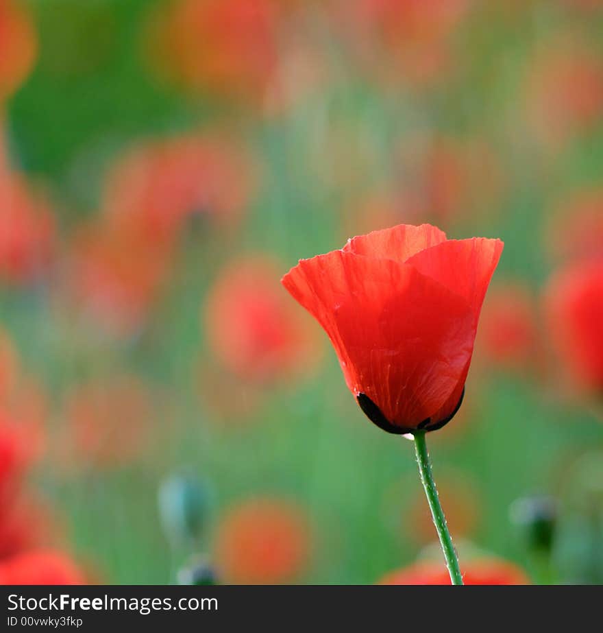 Red poppies in the soft morning light