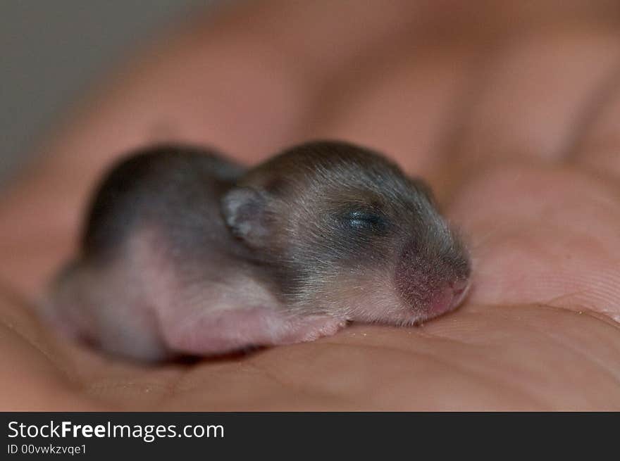 Dwarf hamster baby who are 1 week old, sleeping on human hand. Dwarf hamster baby who are 1 week old, sleeping on human hand.