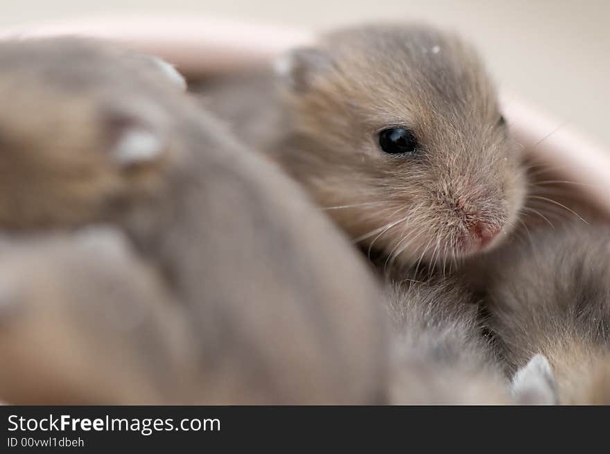 Dwarf hamster babies who are 5 weeks old, playing around in watermelon bowl, having loads of fun. Dwarf hamster babies who are 5 weeks old, playing around in watermelon bowl, having loads of fun.