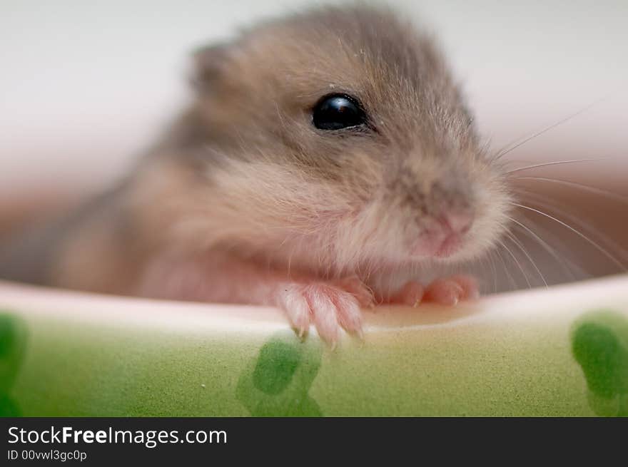 Dwarf hamster babies who are 5 weeks old, playing around in watermelon bowl, having loads of fun. Dwarf hamster babies who are 5 weeks old, playing around in watermelon bowl, having loads of fun.