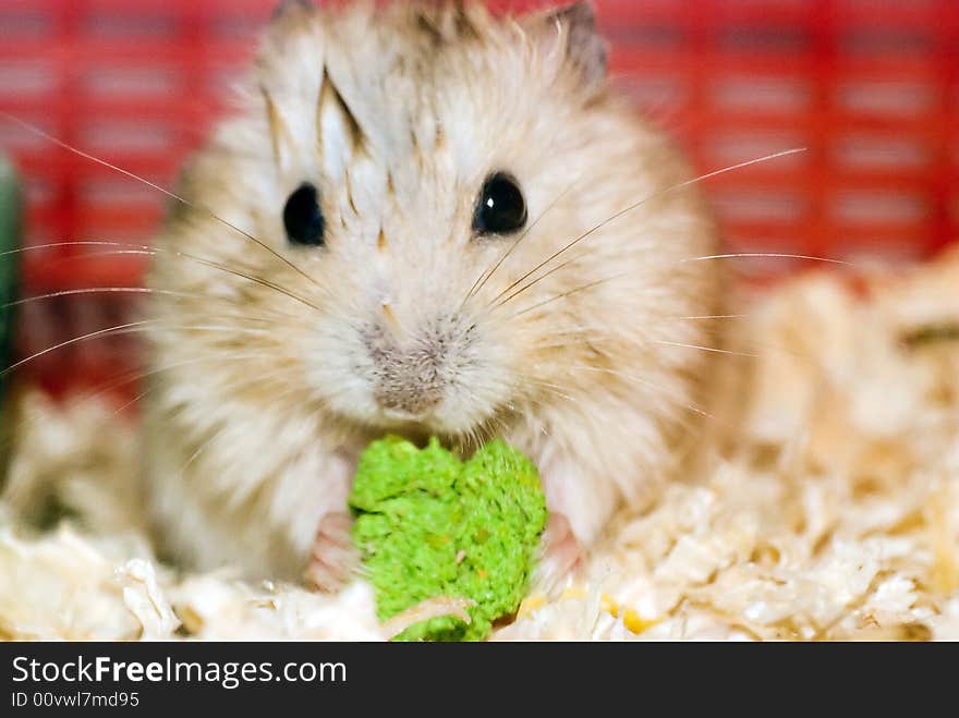 Off-white dwarf hamster in her cage looking at paws with green titbit. Off-white dwarf hamster in her cage looking at paws with green titbit