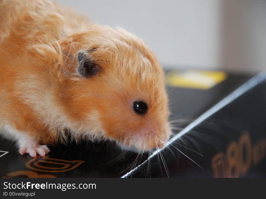 Fatsy the Syrian hamster enjoying stroll on a black box. Fatsy the Syrian hamster enjoying stroll on a black box.