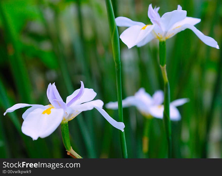 Macro close up shot of white flowers