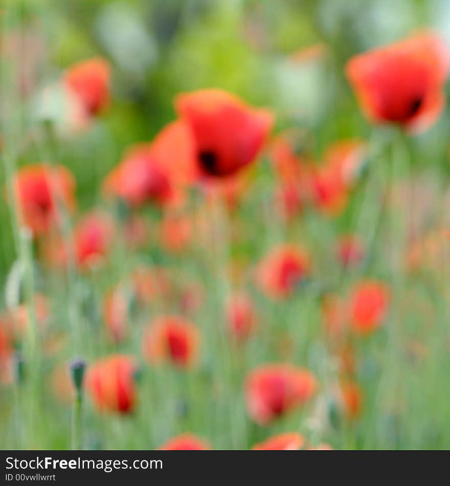 Red poppies in the soft morning light