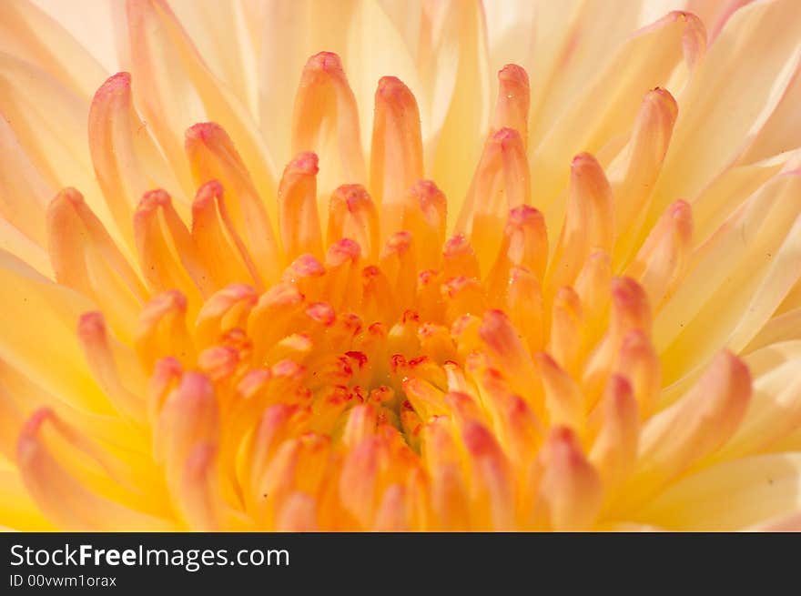 Pinkish Chrysanthemum Series 3